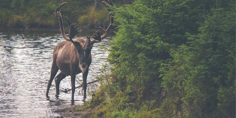 域名转移全流程解析：更换注册商时的注意事项与常见陷阱